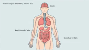 Illustration of a human body showing organs affected by Vitamin B12, including the brain, nerves, blood cells, and digestive system